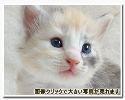 ノルウェージャンフォレストキャット