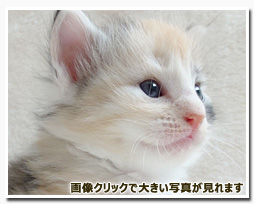 ノルウェージャンフォレストキャット