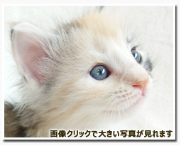 ノルウェージャンフォレストキャット