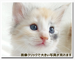 ノルウェージャンフォレストキャット