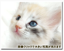 ノルウェージャンフォレストキャット