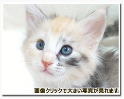 ノルウェージャンフォレストキャット