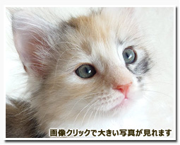 ノルウェージャンフォレストキャット