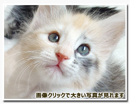 ノルウェージャンフォレストキャット