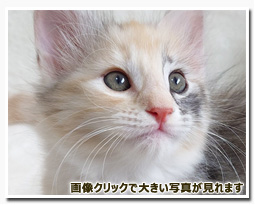 ノルウェージャンフォレストキャット