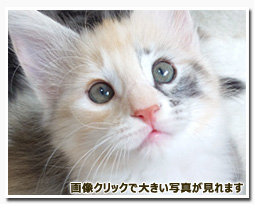 ノルウェージャンフォレストキャット