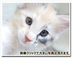 ノルウェージャンフォレストキャット