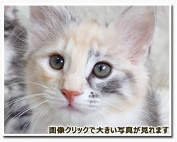 ノルウェージャンフォレストキャット