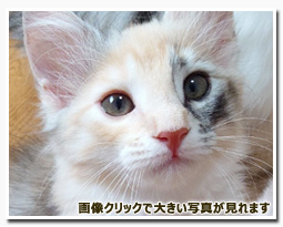 ノルウェージャンフォレストキャット