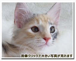 ノルウェージャンフォレストキャット