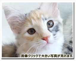 ノルウェージャンフォレストキャット