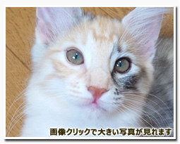 ノルウェージャンフォレストキャット