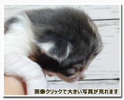 ノルウェージャンフォレストキャット