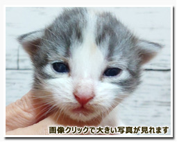 ノルウェージャンフォレストキャット