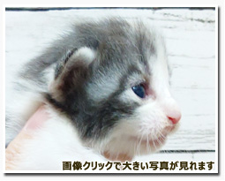 ノルウェージャンフォレストキャット