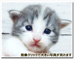 ノルウェージャンフォレストキャット