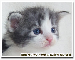 ノルウェージャンフォレストキャット