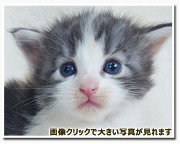 ノルウェージャンフォレストキャット