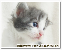 ノルウェージャンフォレストキャット