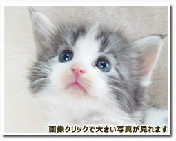 ノルウェージャンフォレストキャット