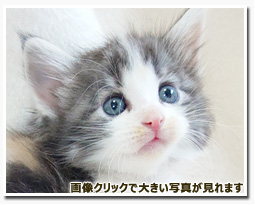 ノルウェージャンフォレストキャット