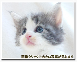 ノルウェージャンフォレストキャット