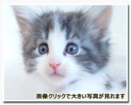 ノルウェージャンフォレストキャット