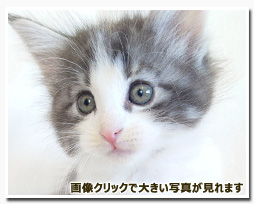 ノルウェージャンフォレストキャット