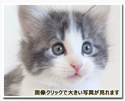 ノルウェージャンフォレストキャット