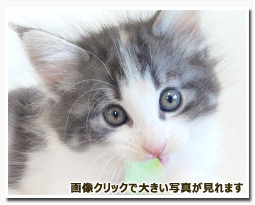 ノルウェージャンフォレストキャット