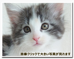 ノルウェージャンフォレストキャット