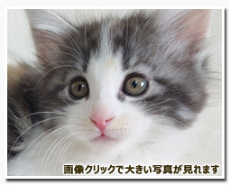 ノルウェージャンフォレストキャット