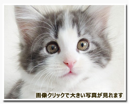 ノルウェージャンフォレストキャット