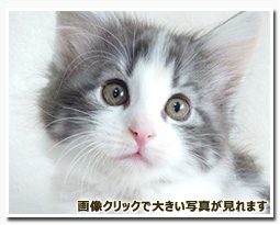 ノルウェージャンフォレストキャット