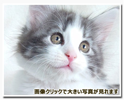 ノルウェージャンフォレストキャット