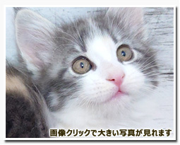 ノルウェージャンフォレストキャット