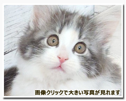 ノルウェージャンフォレストキャット