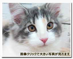 ノルウェージャンフォレストキャット