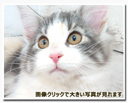 ノルウェージャンフォレストキャット