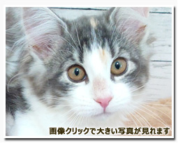 ノルウェージャンフォレストキャット