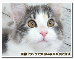 ノルウェージャンフォレストキャット