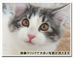 ノルウェージャンフォレストキャット