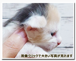 ノルウェージャンフォレストキャット