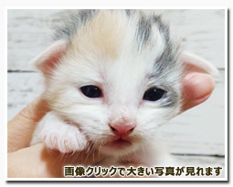 ノルウェージャンフォレストキャット