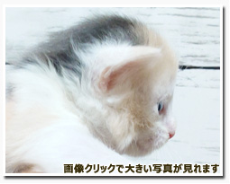 ノルウェージャンフォレストキャット