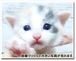 ノルウェージャンフォレストキャット