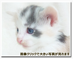 ノルウェージャンフォレストキャット