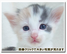 ノルウェージャンフォレストキャット