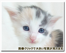 ノルウェージャンフォレストキャット