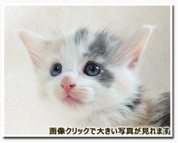 ノルウェージャンフォレストキャット